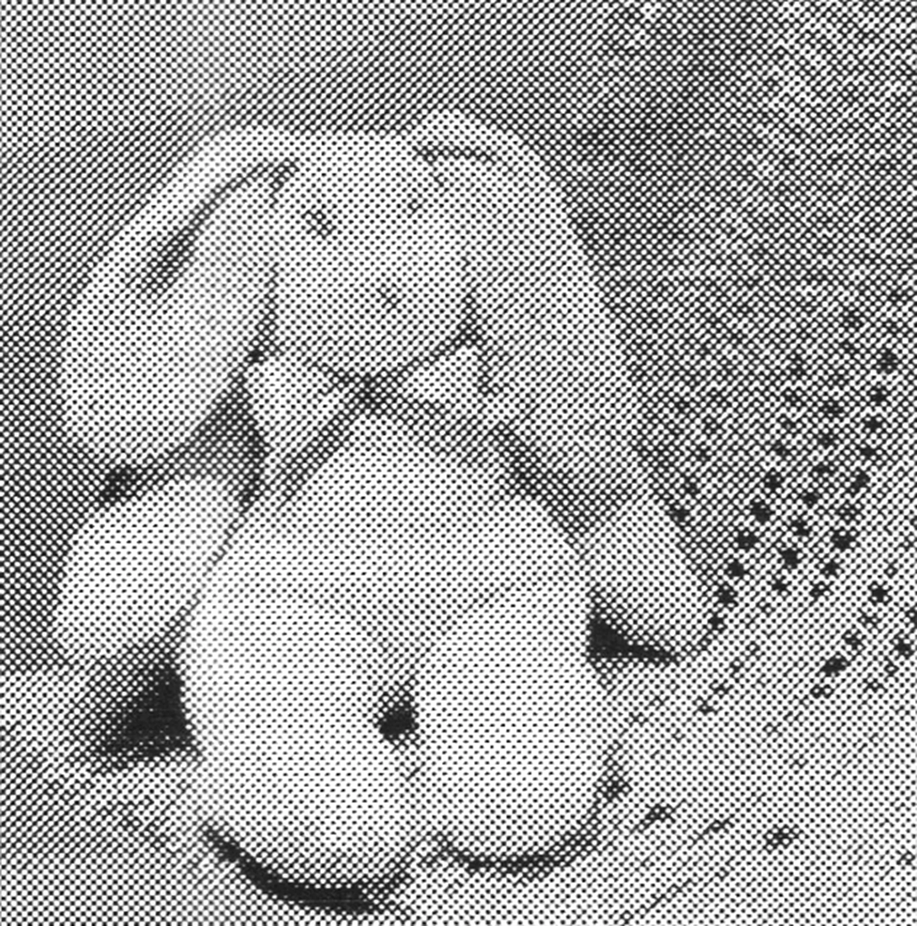 Bunny Pattern