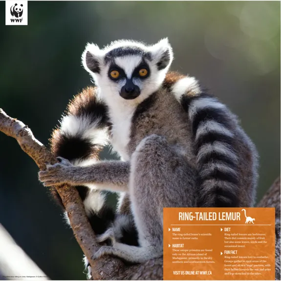 Ring-tailed lemur