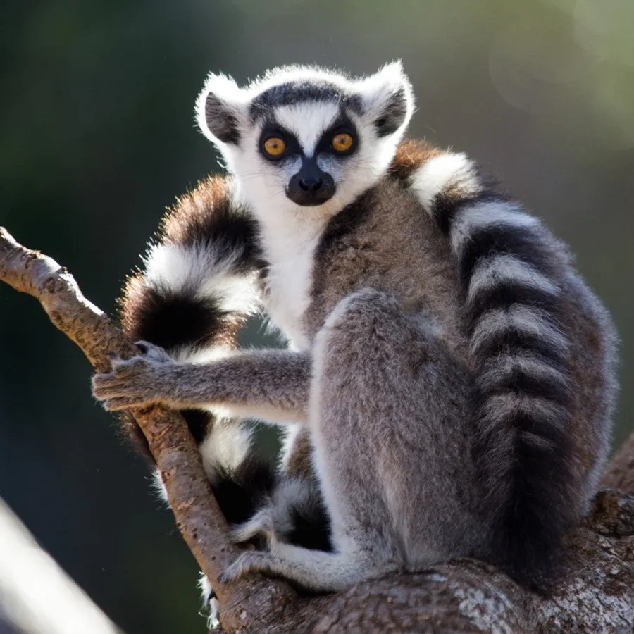 Ring-tailed lemur